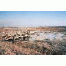 Ash Inflow Pipe 00885 Photo Small Wildlife title=
