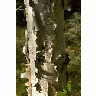 Birch Tree Showing Bark 00891 Photo Small Wildlife