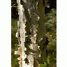 Birch Tree Showing Bark 00891 Photo Small Wildlife title=