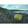 Adak Island Lichen Covered Rock On Beach 00924 Photo Small Wildlife