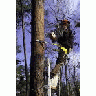 Biologist Working On Red Cockaded Woodpecker Nest Box 00956 Photo Small Wildlife title=