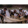 Seining In A Stream With Partners 00959 Photo Small Wildlife