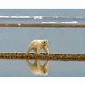 Polar Bear Walking Along The Coast 00983 Photo Small Wildlife