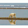 Polar Bear Walking Along The Coast 00983 Photo Small Wildlife title=