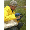 Measuring A Tundra Swan 00994 Photo Small Wildlife title=