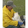 Tundra Swan Banding 00995 Photo Small Wildlife