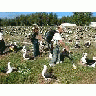 WOE195 Counting Laysan Albatross Nests 00999 Photo Small Wildlife