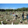 WOE196 Counting Laysan Albatross Nests 01001 Photo Small Wildlife title=