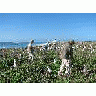 WOE197 Counting Laysan Albatross Nests 01002 Photo Small Wildlife title=