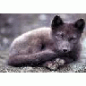 Arctic Fox On St Paul Island In The Pribilofs 01013 Photo Small Wildlife