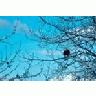 Bald Eagle 01016 Photo Small Wildlife title=