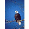 Bald Eagle 01017 Photo Small Wildlife