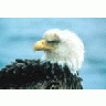 Bald Eagle 01018 Photo Small Wildlife title=