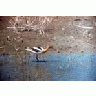 American Avocet 01019 Photo Small Wildlife title=