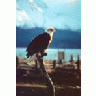 Bald Eagle 01023 Photo Small Wildlife title=