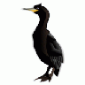 Cormorant Md Animal title=