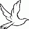 Dove Symbol Animal