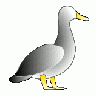 Jonathon S Duck 01 Animal title=
