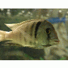 Photo Big Aquarium Fish 42 Animal title=