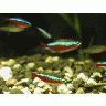 Photo Big Aquarium Fish 6 Animal title=