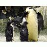 Photo Big Penguins Animal