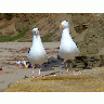 Photo Big Seagulls 2 Animal