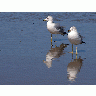 Photo Big Seagulls And Beach Animal