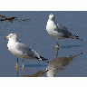 Photo Big Seagulls Animal