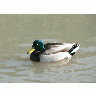 Photo Big Swimming Mallard Animal