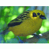 Photo Big Yellow Bird Animal
