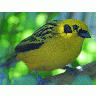 Photo Big Yellow Bird Animal title=