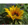 Photo Big Sunflower 2 Flower title=