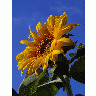 Photo Big Sunflower 4 Flower