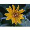Photo Big Sunflower Frost Flower title=