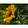 Photo Big Sunflower Flower