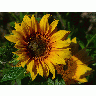 Photo Big Sunflowers Flower