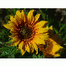 Photo Big Sunflowers Flower title=