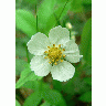 Photo Big Wild Strawberry Flower Flower