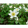 Photo Big Wood Anemone 3 Flower title=