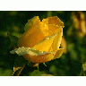 Photo Big Yellow Rose 2 Flower title=