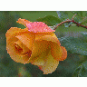 Photo Big Yellow Rose 3 Flower