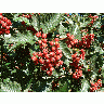 Photo Big Red Tree Berries Food title=