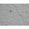 Photo Big Ant 2 Insect