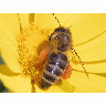 Photo Big Bee 10 Insect