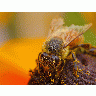 Photo Big Bee Pollen 4 Insect title=