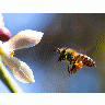 Photo Big Bee Pollen Insect