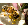 Photo Big Bee Wings 2 Insect
