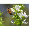 Photo Big Bees And Basil Insect