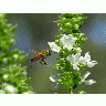 Photo Big Bees In Flight 2 Insect title=