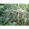 Photo Big Deep Covered Spider Web Insect
